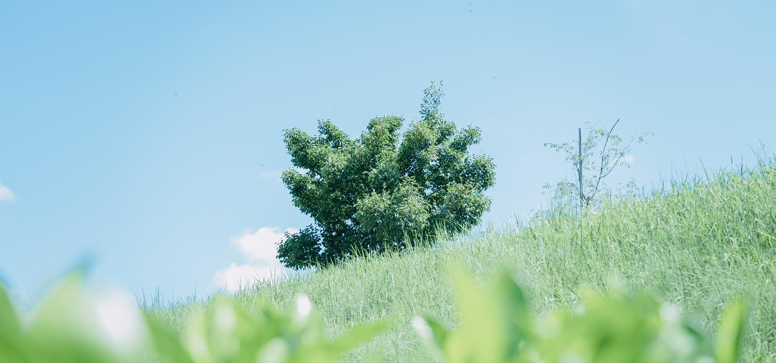 信頼できる町の法律家